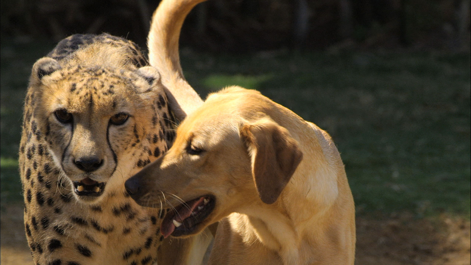 My animal friends. Удивительная Дружба животных.