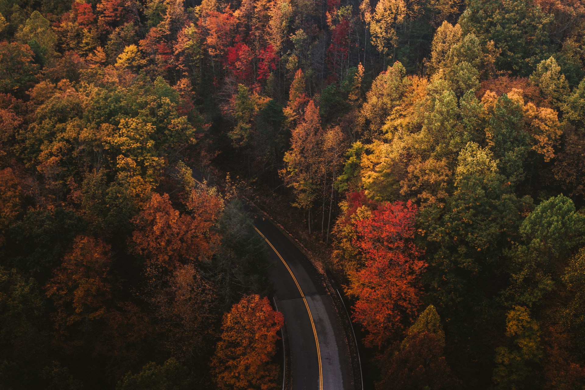 Autumn Forest with paved road passing through it