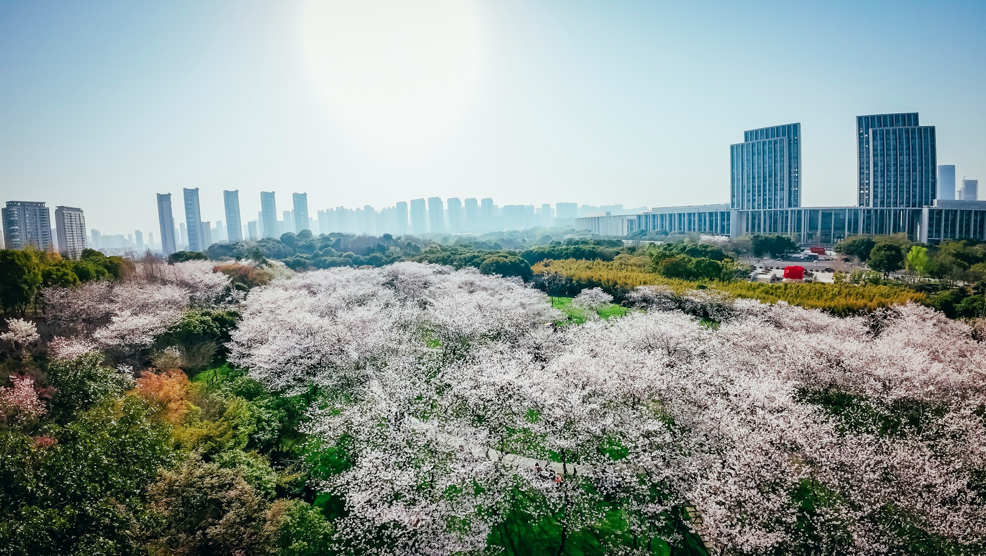 Blooming trees surround a city skyline on a sunny day.