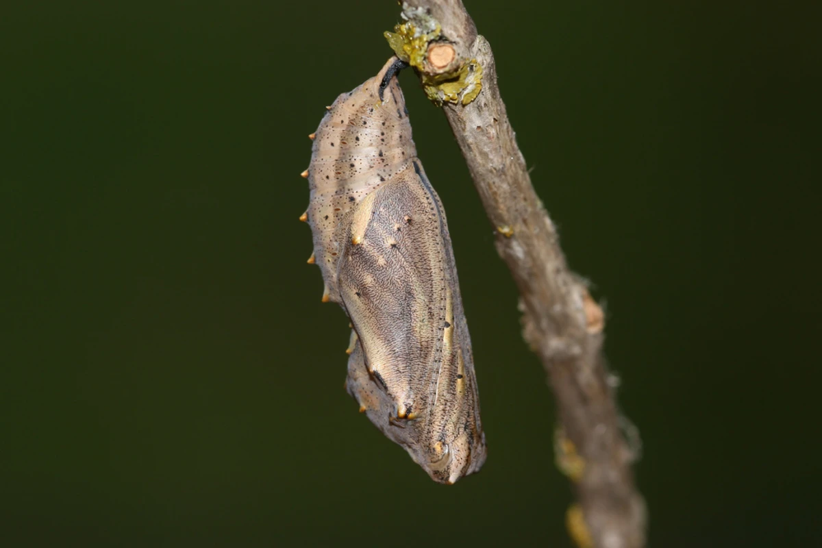 Picture of a chrysalis