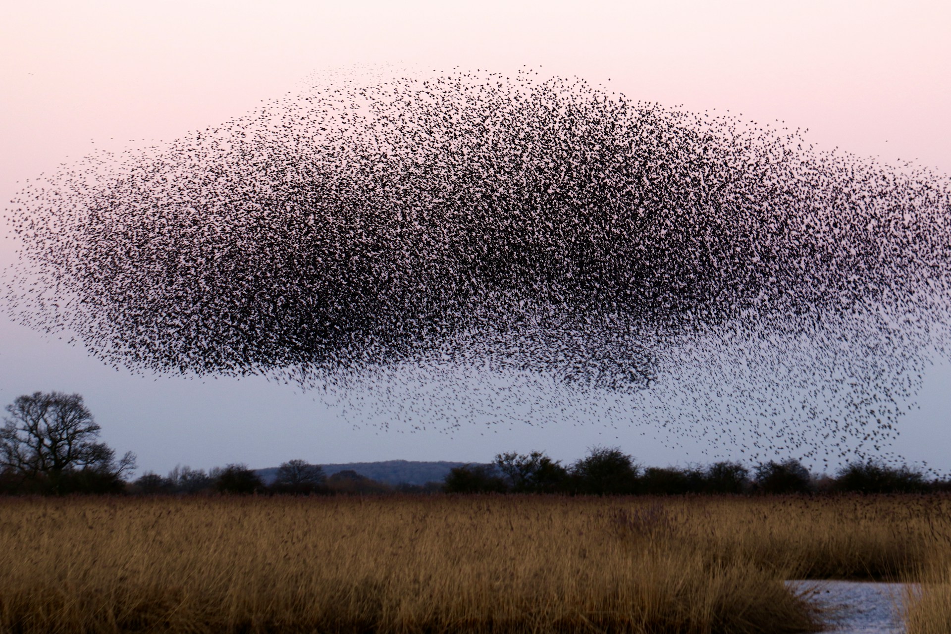 A vast murmuration of starlings forming a curved cloud-like shape against a pink twilight sky, above a marshland of golden reeds with a line of dark trees on the horizon.